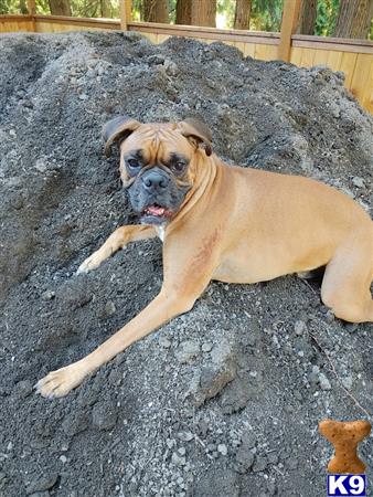 DaddyBoxer Picture 3